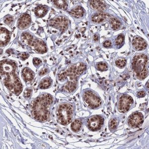Anti-TCEA2 antibody produced in rabbit 