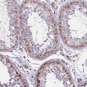 Anti-TCEAL5 antibody produced in rabbit 
