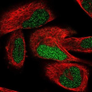 Anti-TCEAL7 antibody produced in rabbit 
