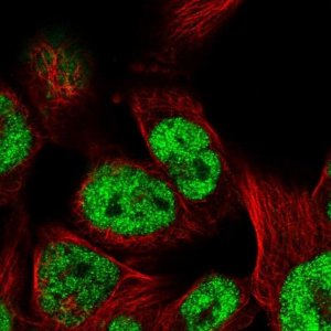 Anti-TCEAL8 antibody produced in rabbit 