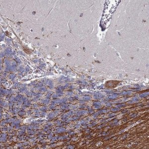 Anti-TCEANC2 antibody produced in rabbit 