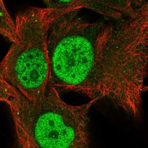 Anti-TCEANC2 antibody produced in rabbit 