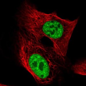 Anti-TCERG1 antibody produced in rabbit 
