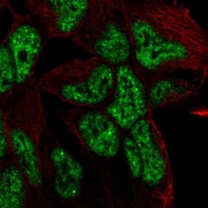 Anti-TCF15 antibody produced in rabbit 
