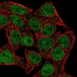 Anti-TCF7 antibody produced in rabbit 