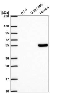 Anti-TCF7 antibody produced in rabbit 
