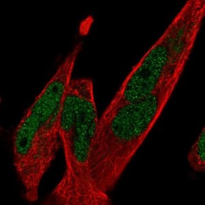 Anti-TCF7L1 antibody produced in rabbit 