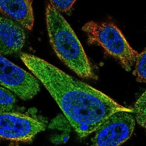 Anti-TCTEX1D2 antibody produced in rabbit 