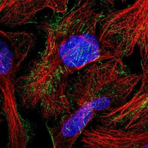 Anti-TCTN1 antibody produced in rabbit HPA040036-100UL