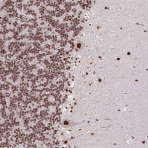 Anti-TDG antibody produced in rabbit 