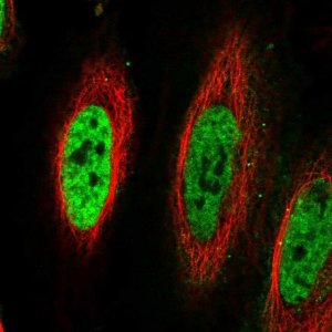 Anti-TDG antibody produced in rabbit 