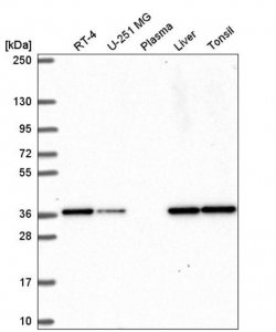 Anti-TEAD1 antibody produced in rabbit HPA057339-100UL