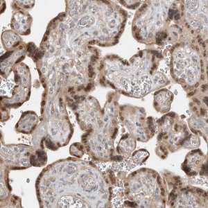 Anti-TEAD3 antibody produced in rabbit 