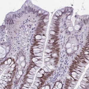 Anti-TEAD4 antibody produced in rabbit 