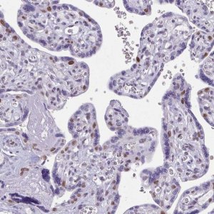 Anti-TEAD4 antibody produced in rabbit 