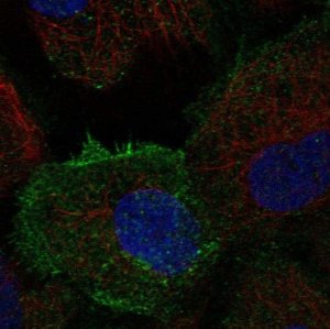 Anti-TEC antibody produced in rabbit 