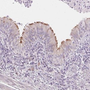 Anti-TEKT1 antibody produced in rabbit 