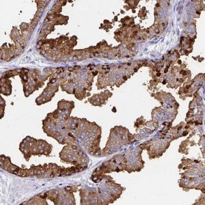 Anti-TEKT4 antibody produced in rabbit 