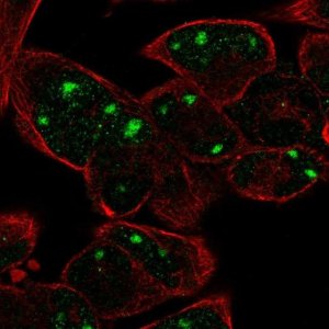 Anti-TENM2 antibody produced in rabbit 