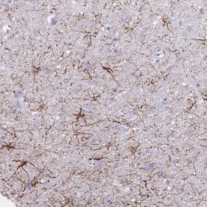 Anti-TENM4 antibody produced in rabbit 