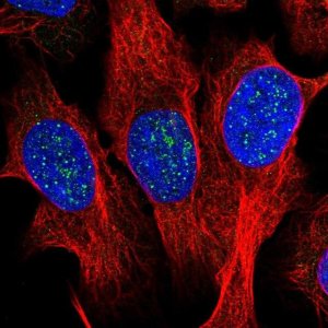 Anti-TERF1 antibody produced in rabbit 