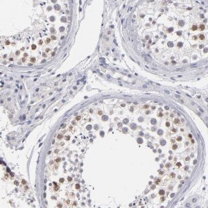 Anti-TEX11 antibody produced in rabbit 