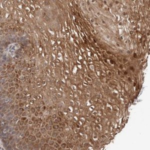 Anti-TEX13B antibody produced in rabbit 