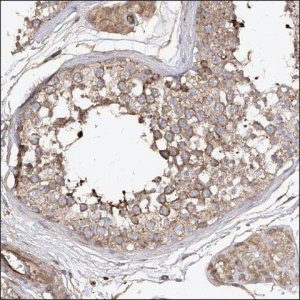 Anti-TEX14 antibody produced in rabbit HPA030620-100UL