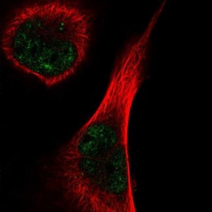 Anti-TEX15 antibody produced in rabbit 