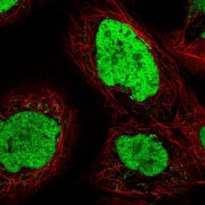 Anti-TEX2 antibody produced in rabbit 