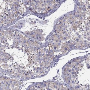 Anti-TEX22 antibody produced in rabbit 