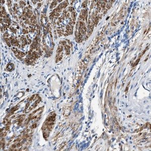 Anti-TEX261 antibody produced in rabbit HPA016631-100UL