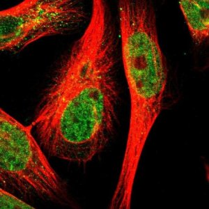 Anti-TEX261 antibody produced in rabbit HPA016631-100UL