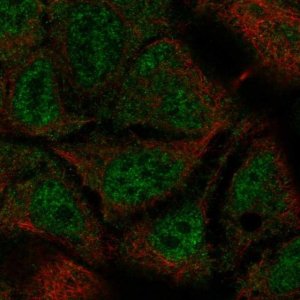 Anti-TEX40 antibody produced in rabbit 