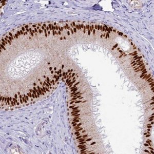 Anti-TFAP2B antibody produced in rabbit 