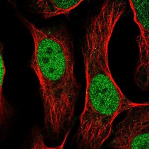 Anti-TFAP2C antibody produced in rabbit 
