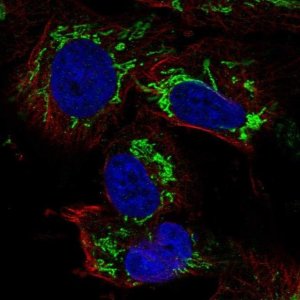 Anti-TFB2M antibody produced in rabbit 