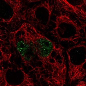 Anti-TFEC antibody produced in rabbit 