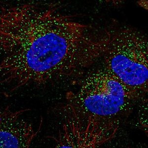 Anti-TFG antibody produced in rabbit 