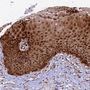 Anti-TGDS antibody produced in rabbit 