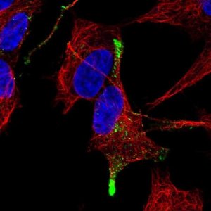 Anti-TGFB3 antibody produced in rabbit 