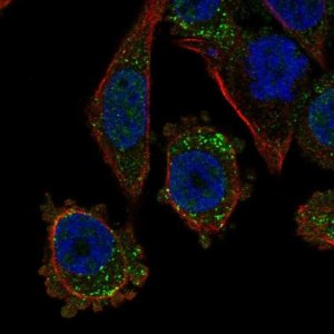 Anti-TGFBR3L antibody produced in rabbit 