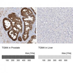 Anti-TGM4 antibody produced in rabbit 