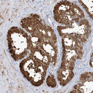 Anti-TGM4 antibody produced in rabbit 