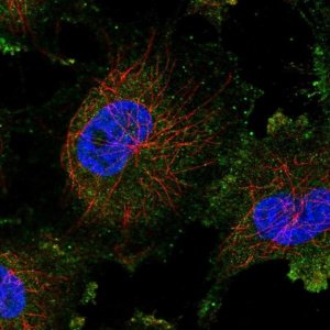 Anti-TGS1 antibody produced in rabbit 