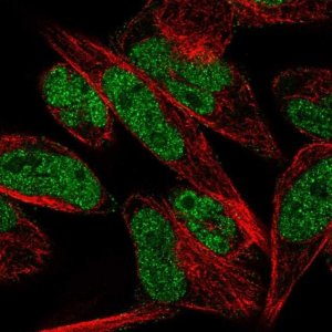 Anti-THAP1 antibody produced in rabbit 