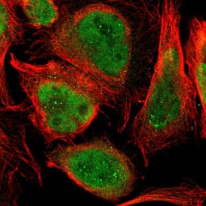 Anti-THAP12 antibody produced in rabbit 