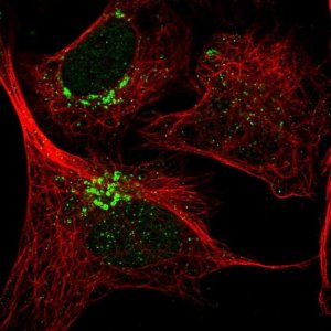 Anti-THAP2 antibody produced in rabbit 