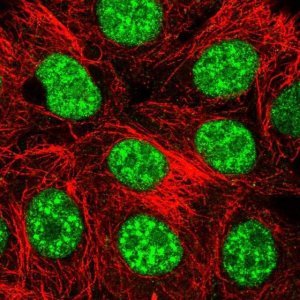 Anti-THAP4 antibody produced in rabbit 