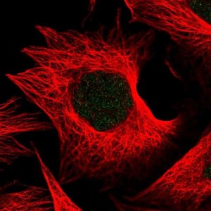 Anti-THAP5 antibody produced in rabbit 